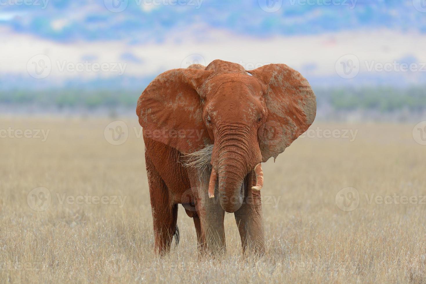 elefante nel parco nazionale del kenya foto
