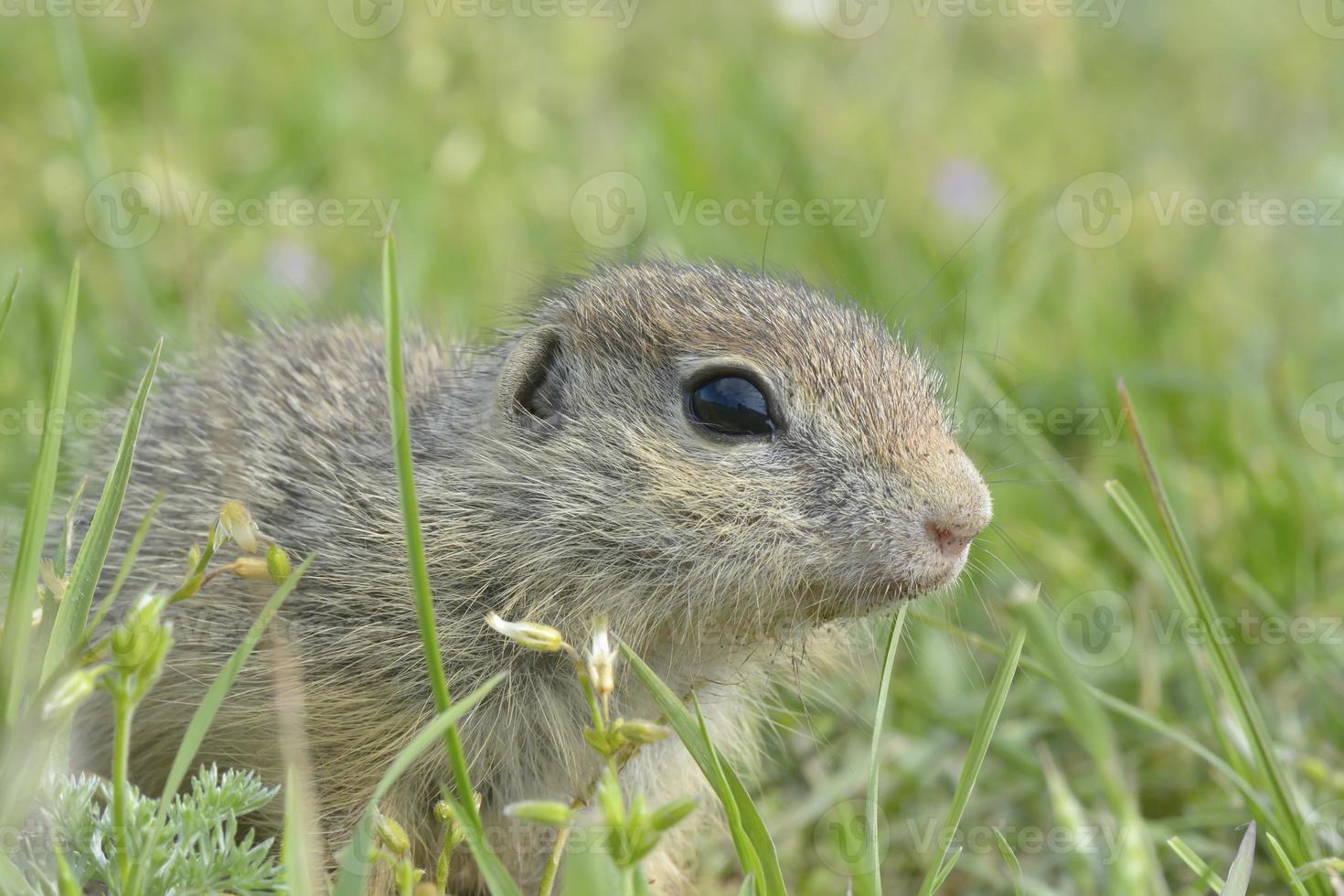 scoiattolo di terra europeo (spermophilus citellus) in habitat naturale, alimentazione foto