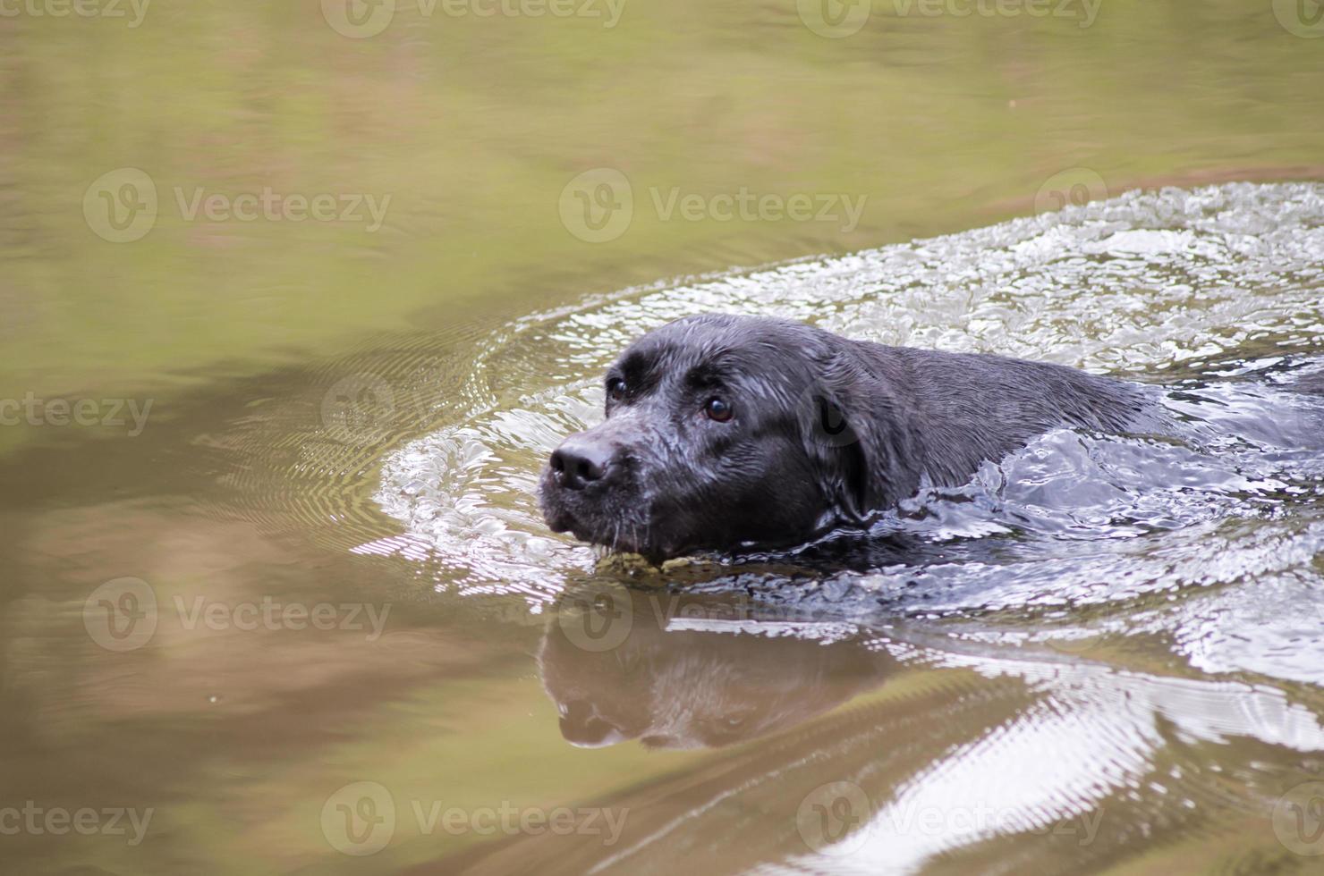 labrador nero nuoto foto