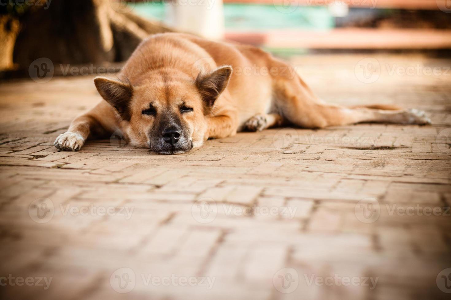 dormire senzatetto solitario cane di strada sul sentiero foto