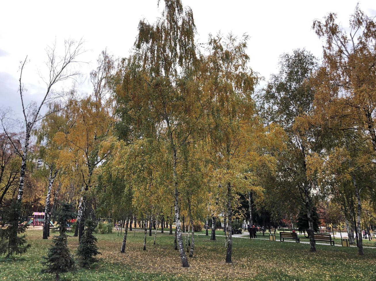 foto paesaggio naturale parco