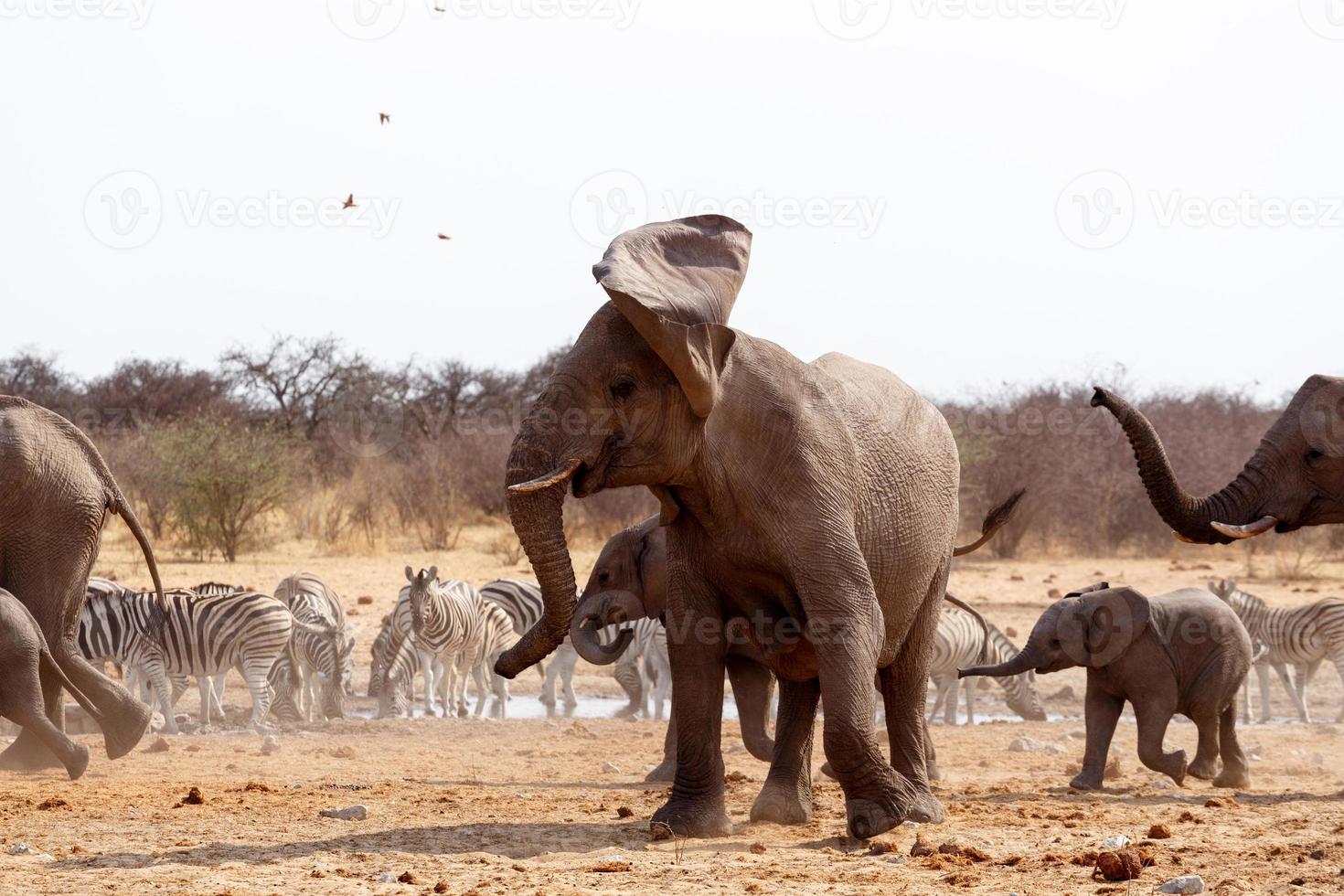 elefante arrabbiato di fronte a sentito foto
