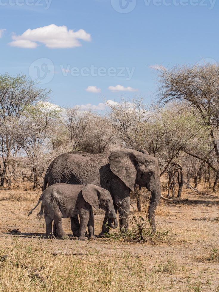 elefanti africani nel tarangire national park, tanzania foto