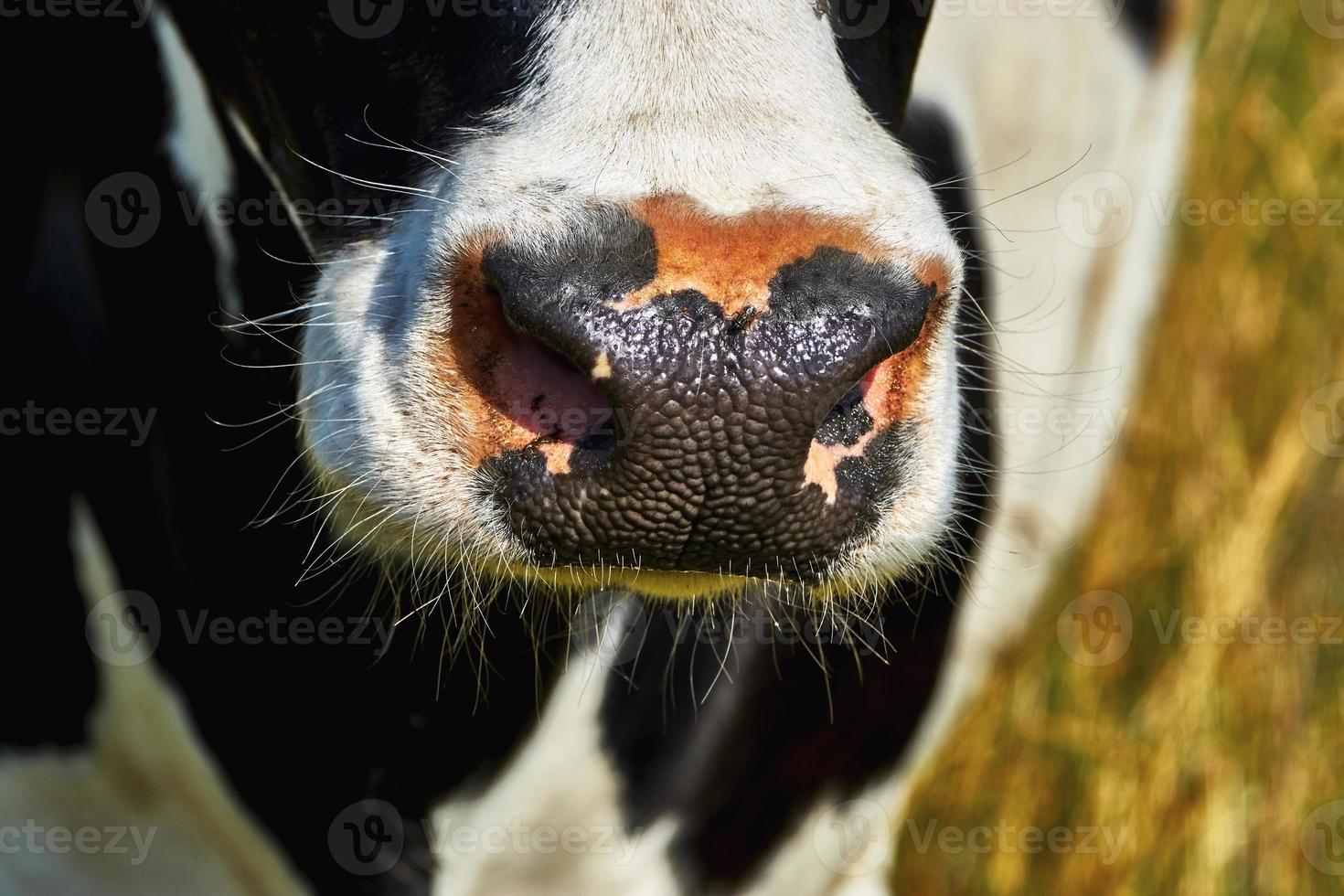mucca al naso foto