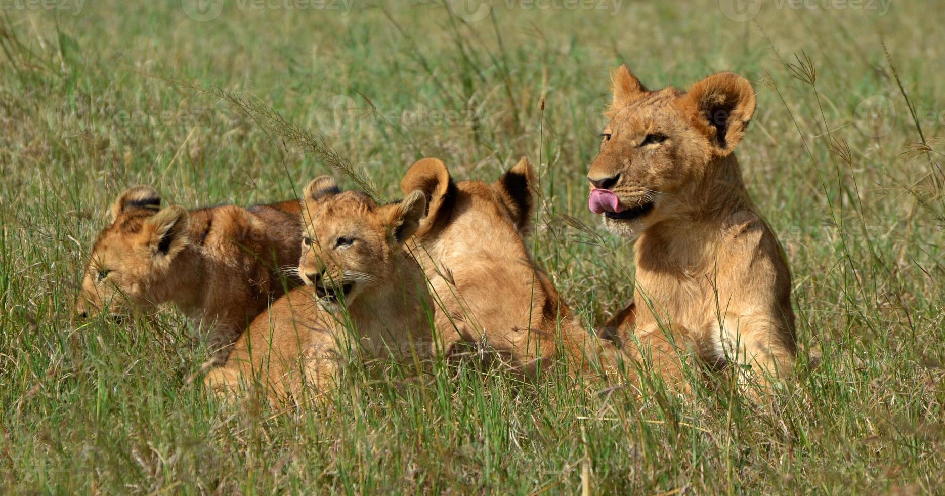 cuccioli di leone foto