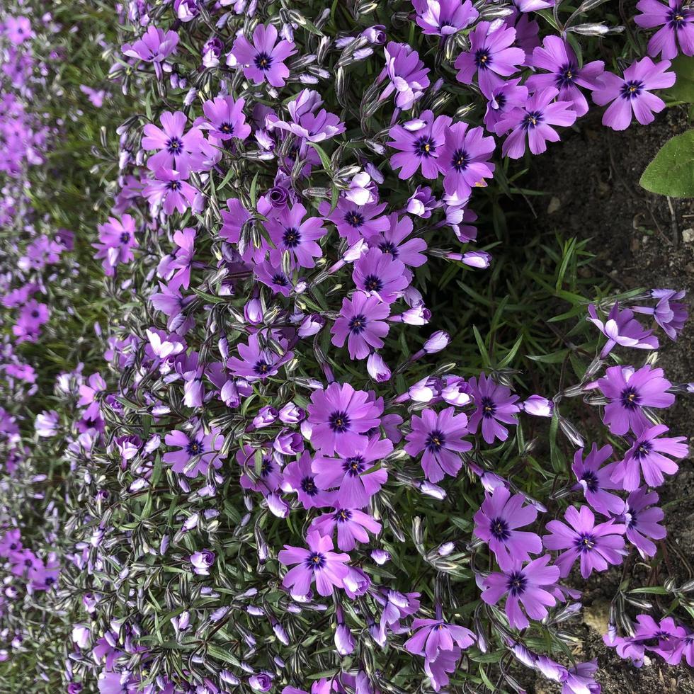 macro foto fiori viola primaverili in fiore