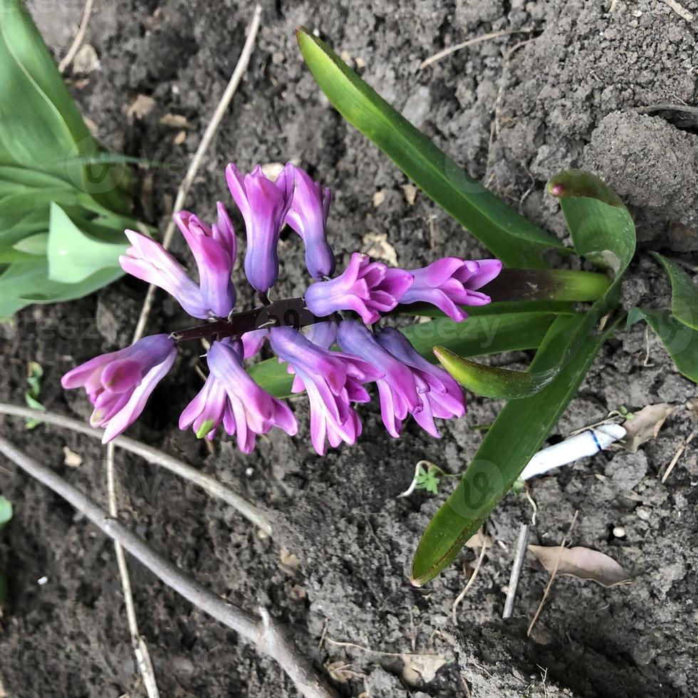 macro foto fiore viola di primavera