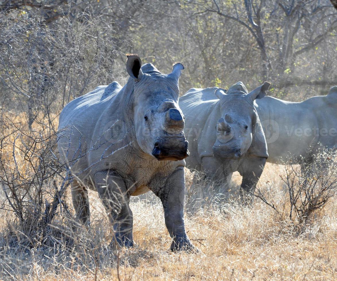 rinoceronte bianco foto