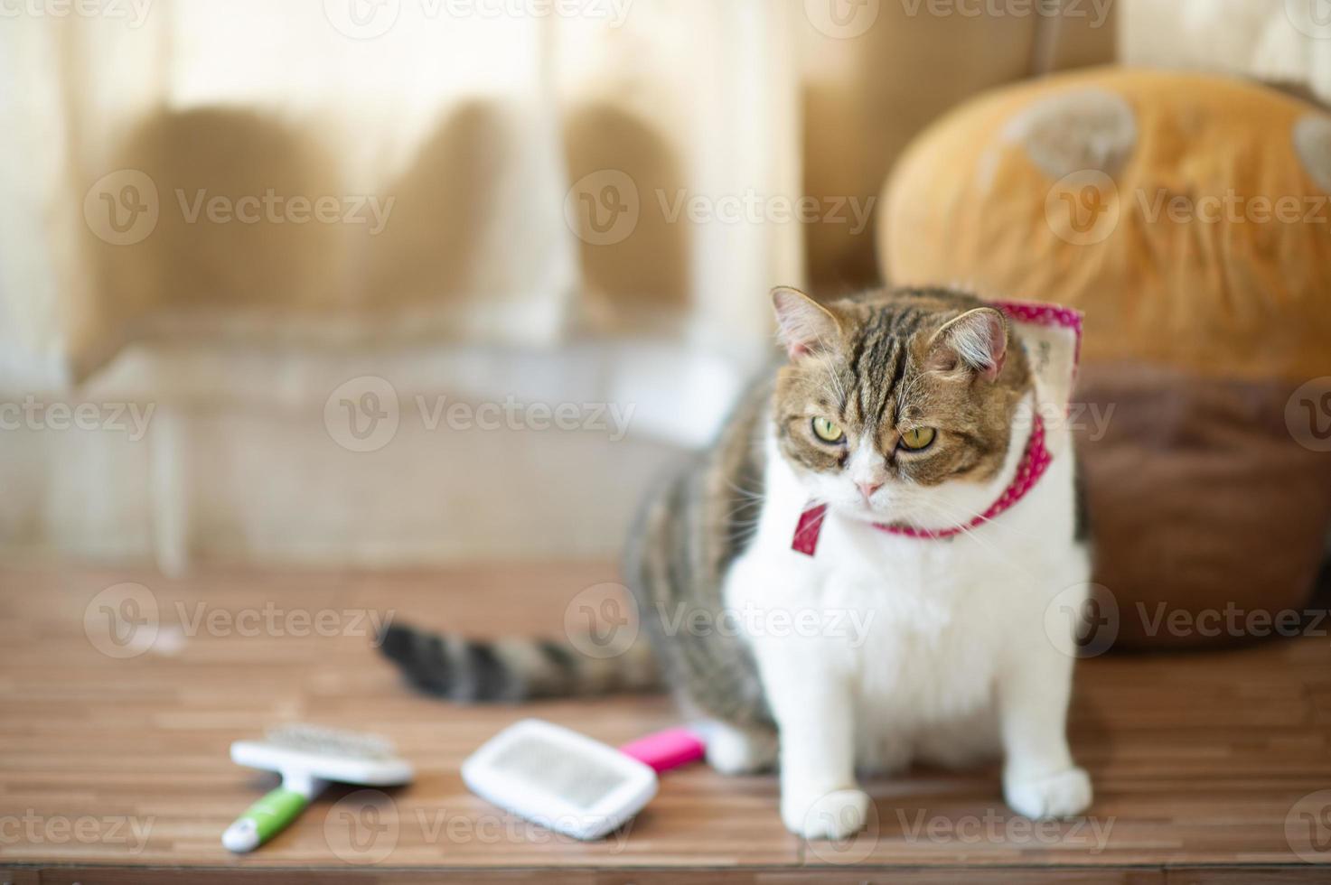 gatti domestici carini e giocosi seduti in casa, concetto di fedele amante foto