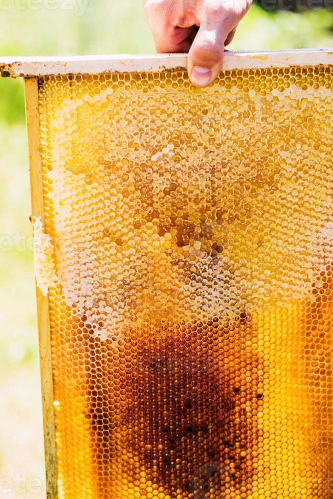 cornice con cera d'api foto