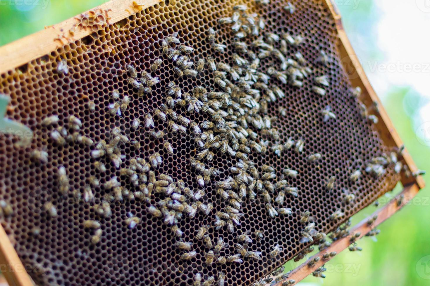 nido d'ape con api mellifere foto