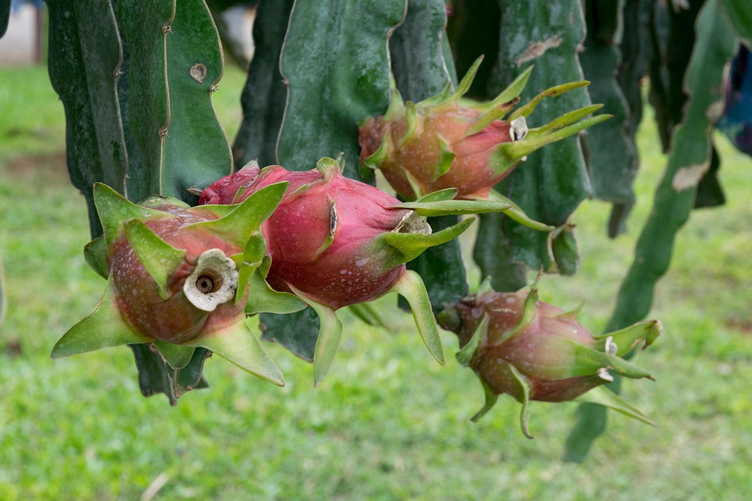 frutto del drago in giardino foto