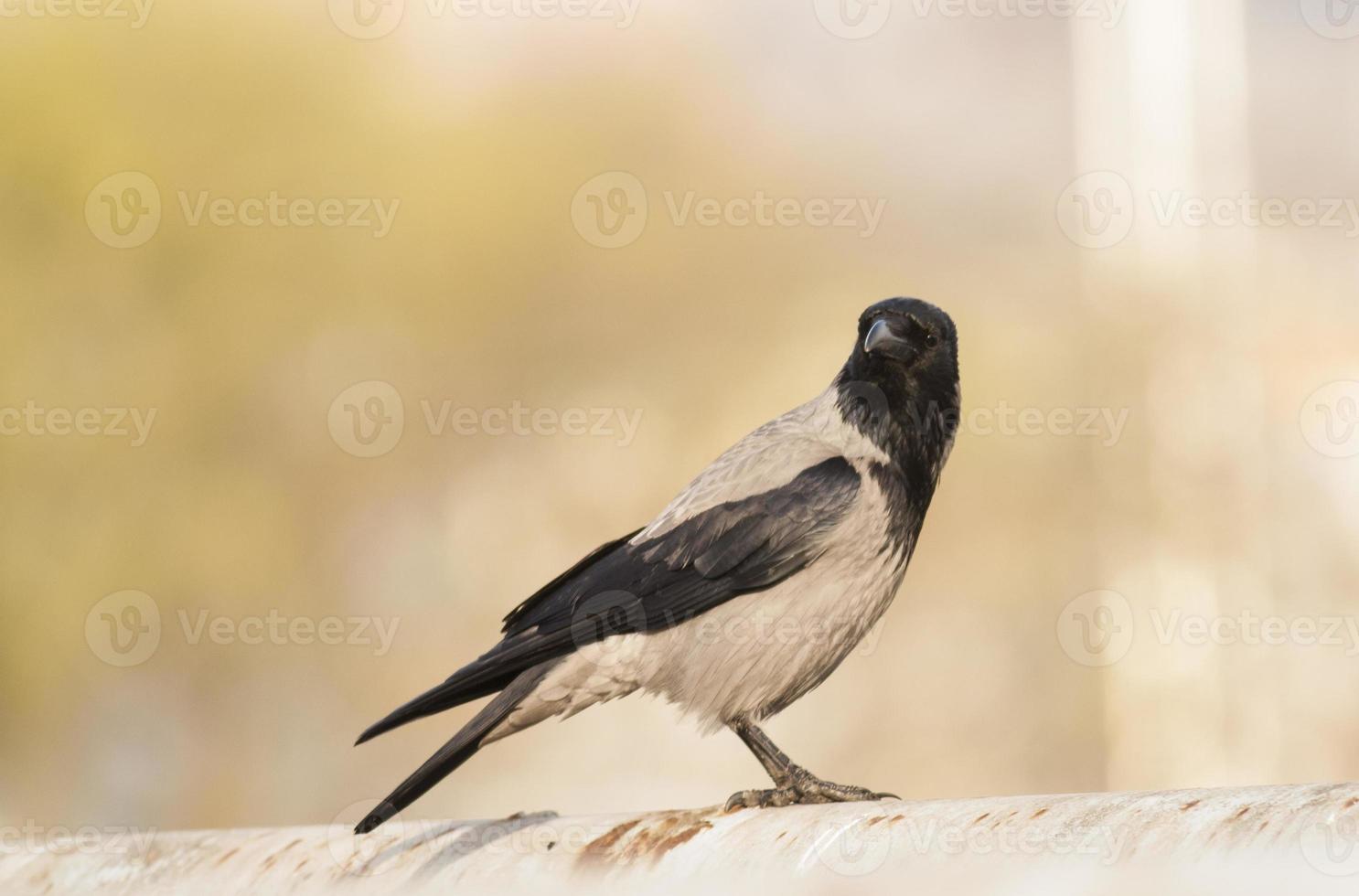 corvo incappucciato foto