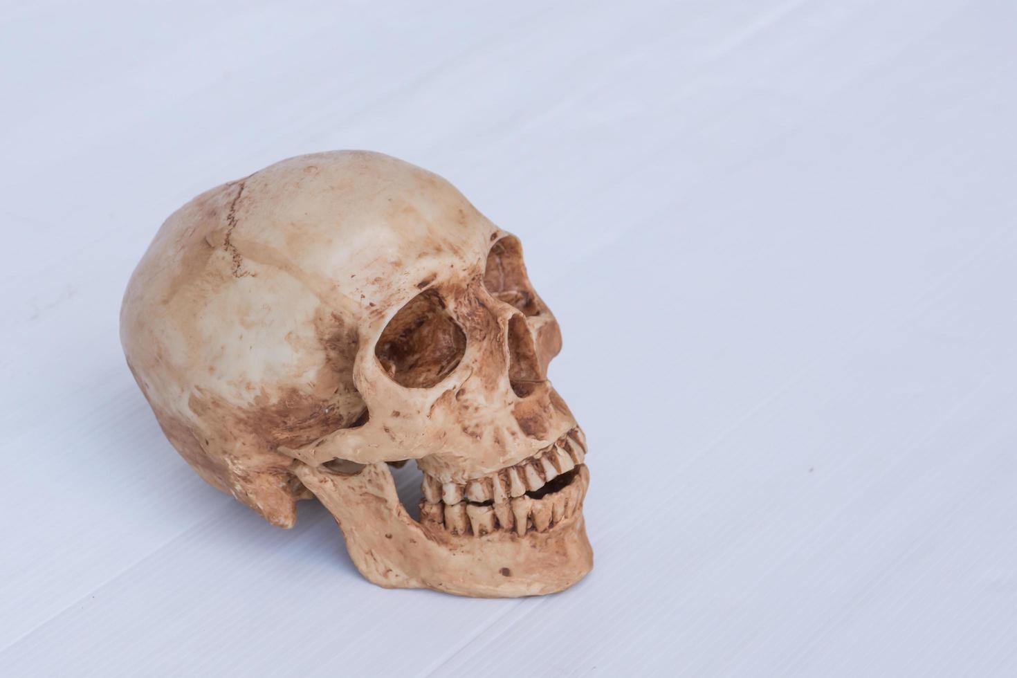 vista laterale del cranio umano foto