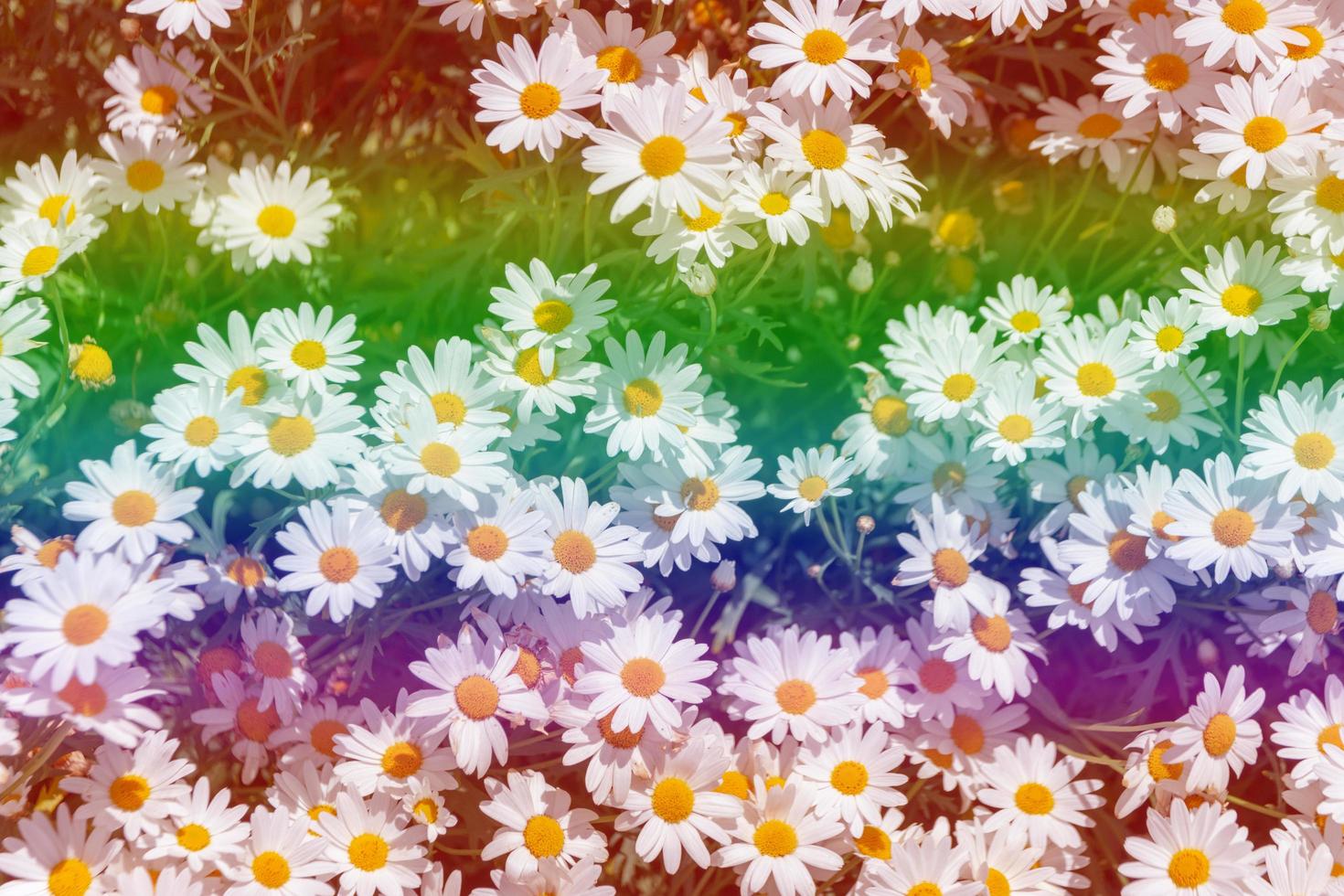 bellissimo sfondo di fiori multicolori foto