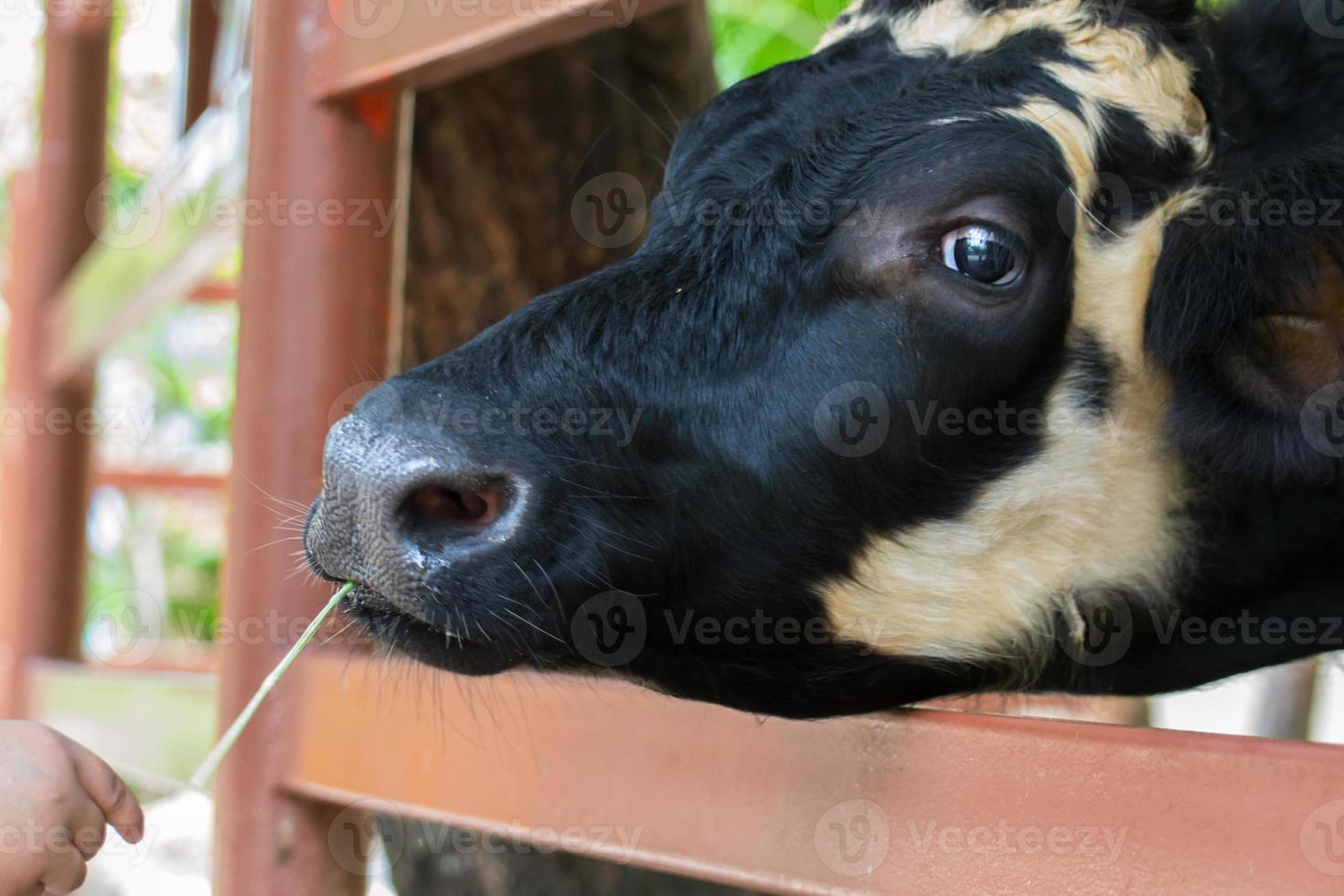 mucca che mangia erba foto