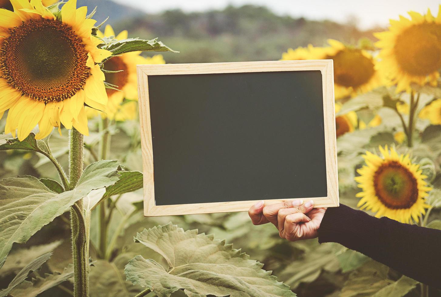 mani che tengono lavagna su sfondo girasole foto