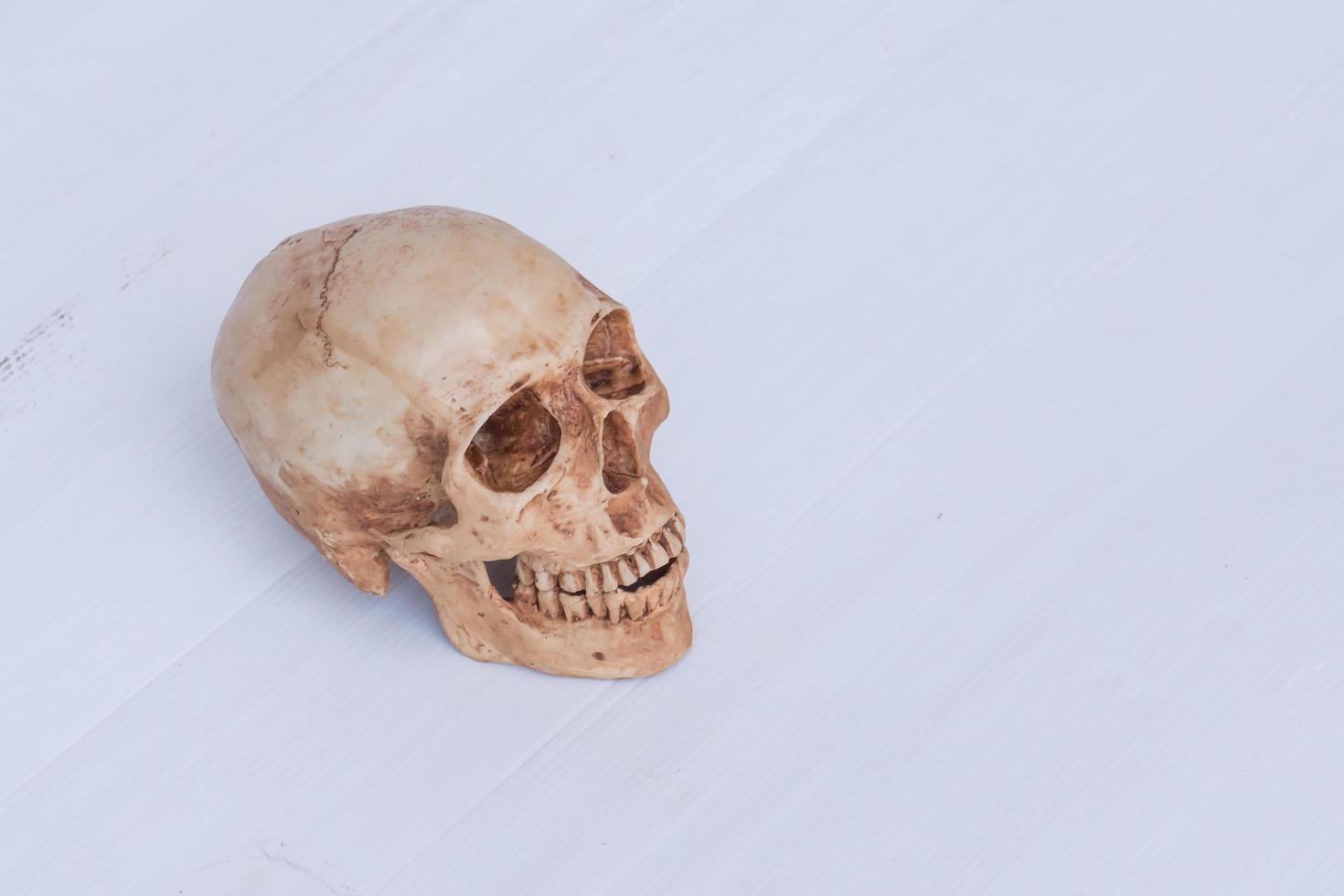 vista laterale del cranio umano foto