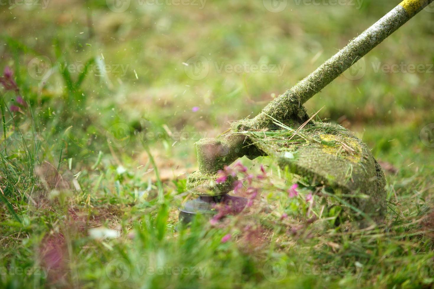 il trimer falcia il primo piano dell'erba. lenza in movimento e particelle di erba nell'aria. cura del prato e dell'area vicino alla casa, cottage estivo, progettazione paesaggistica, floricoltura, giardino e coltivazione. copyspace foto