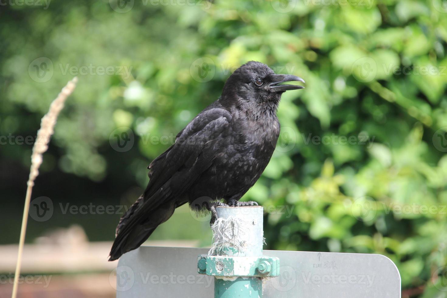 il corvo dall'aspetto senza spirito sta gridando foto