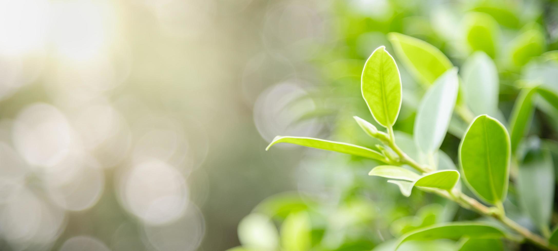 primo piano della natura vista foglia verde su sfondo verde sfocato sotto la luce del sole con bokeh e spazio di copia utilizzando come sfondo il paesaggio di piante naturali, concetto di copertura ecologica. foto