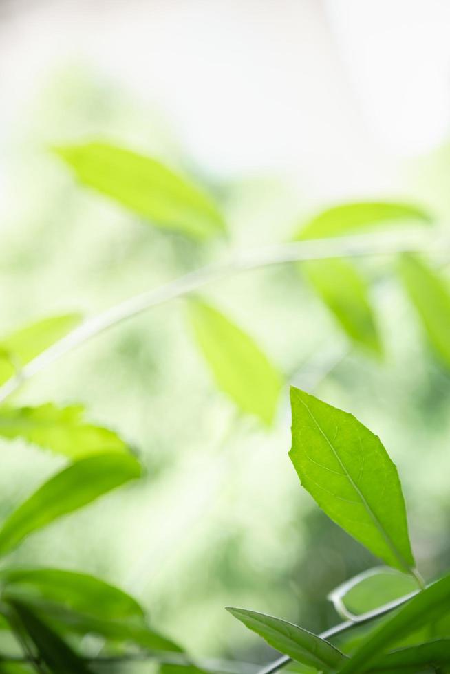 primo piano della natura vista foglia verde su sfondo verde sfocato sotto la luce del sole con bokeh e spazio di copia utilizzando come sfondo il paesaggio di piante naturali, concetto di carta da parati ecologica. foto