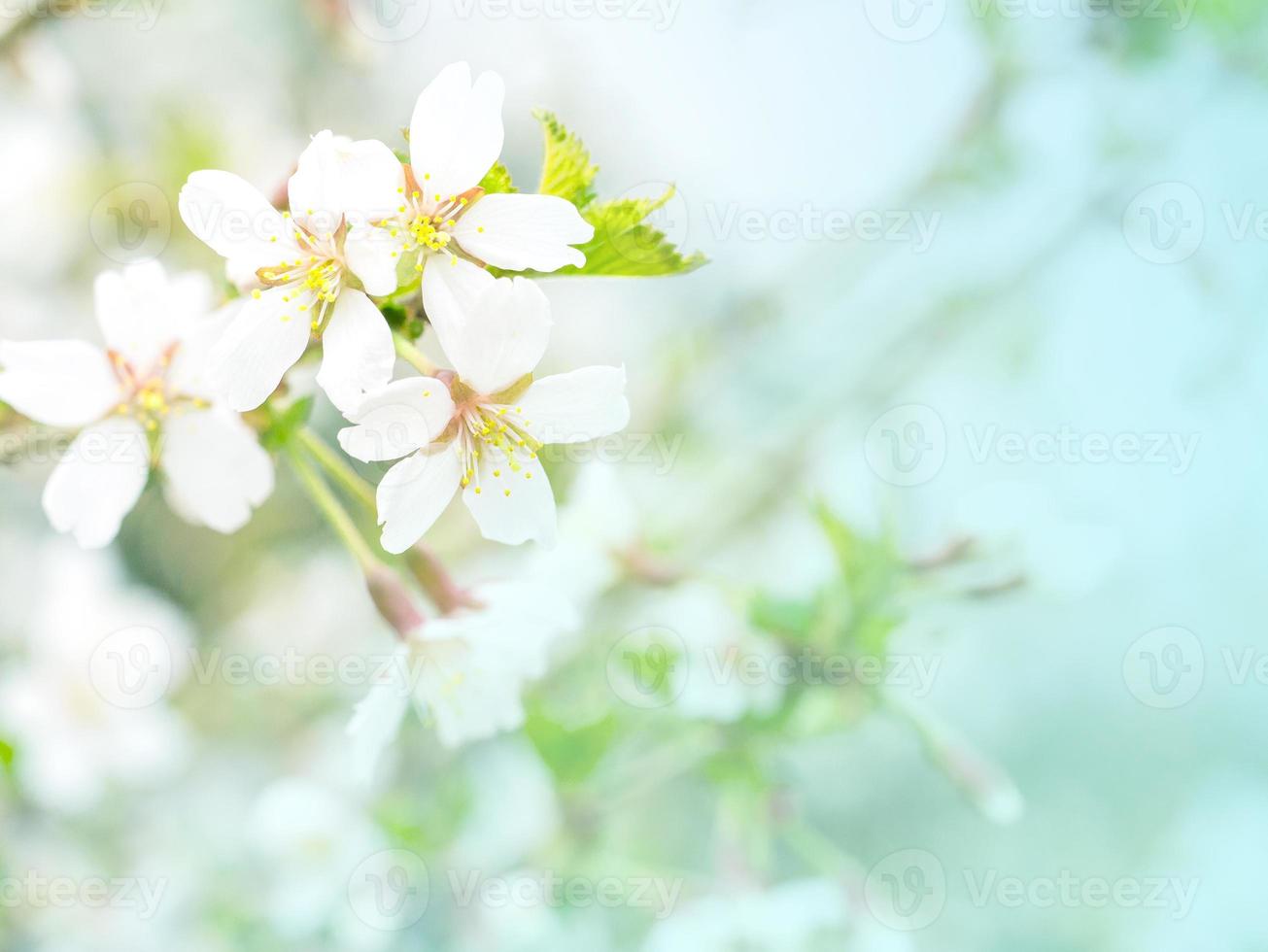 bellissimo sfondo di fiori foto