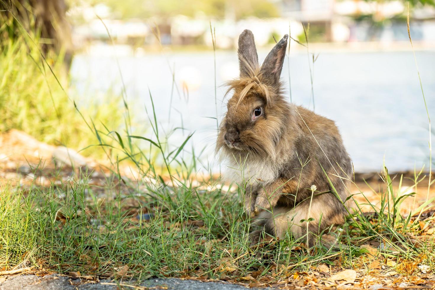 adorabile coniglietto peloso, coniglio cauto in piedi sull'erba verde in estate, guardando qualcosa foto