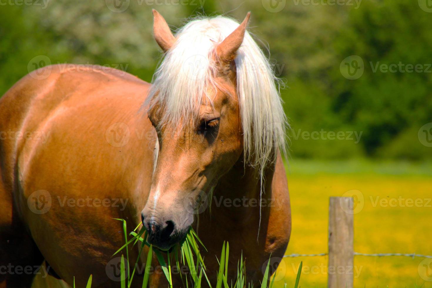 cheval, écurie, grange, ferme, ranch - immagine foto