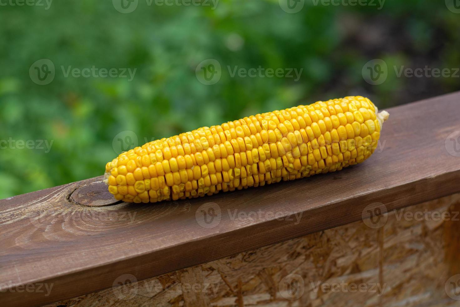 una spiga di grano fresca matura giace su una tavola sullo sfondo di un giardino verde. foto