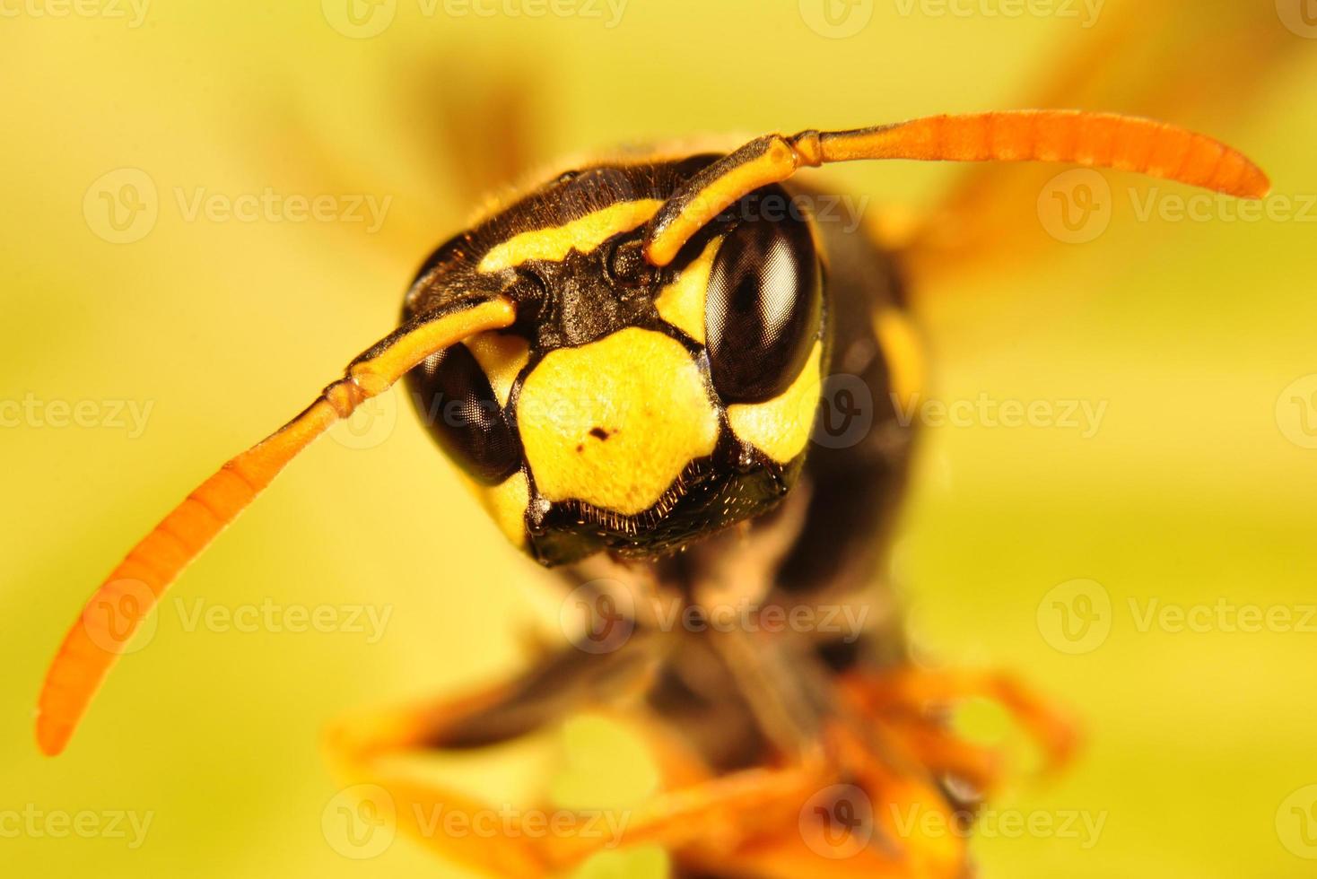 ape, ritratto di calabrone foto