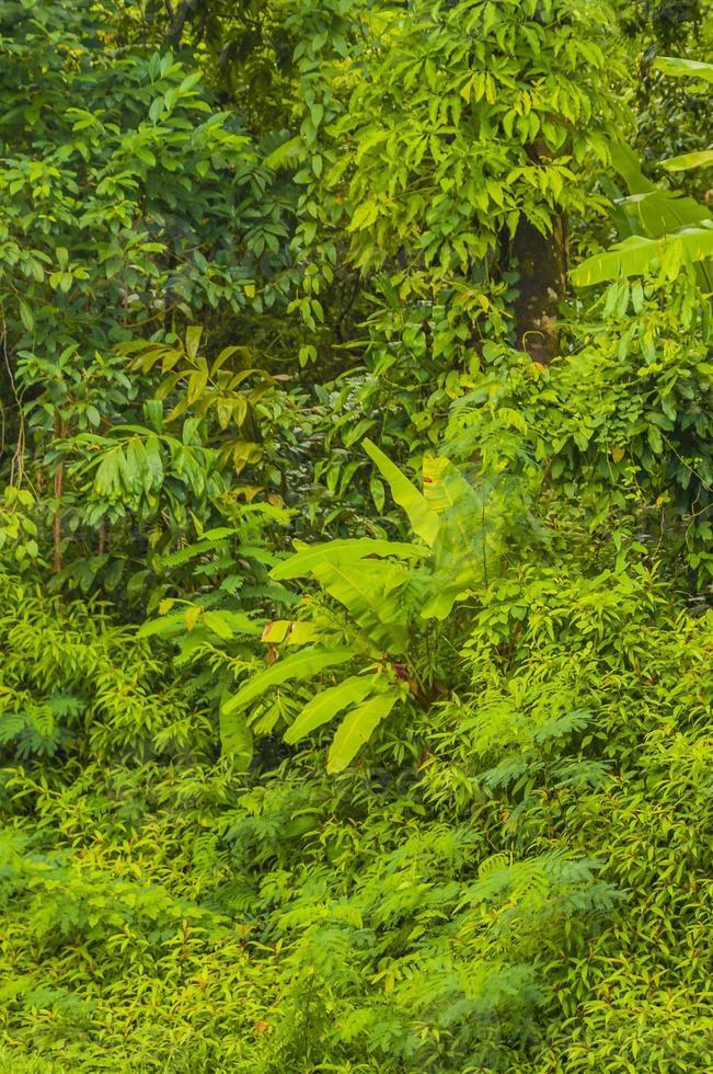 priorità bassa di struttura della foresta della giungla tropicale da thalang phuket tailandia. foto