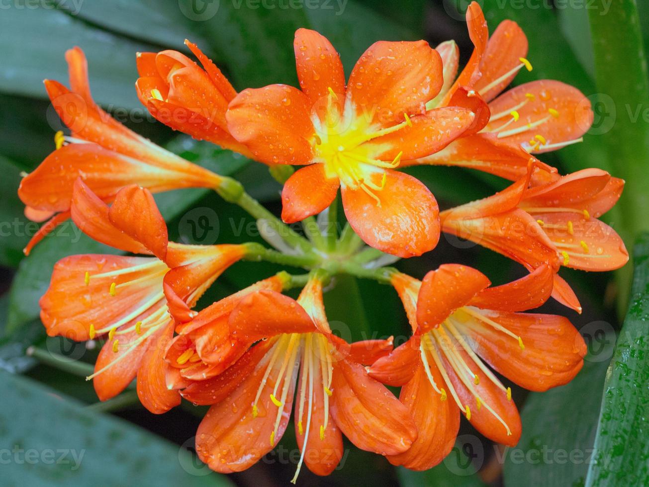 bellissimo sfondo di fiori foto