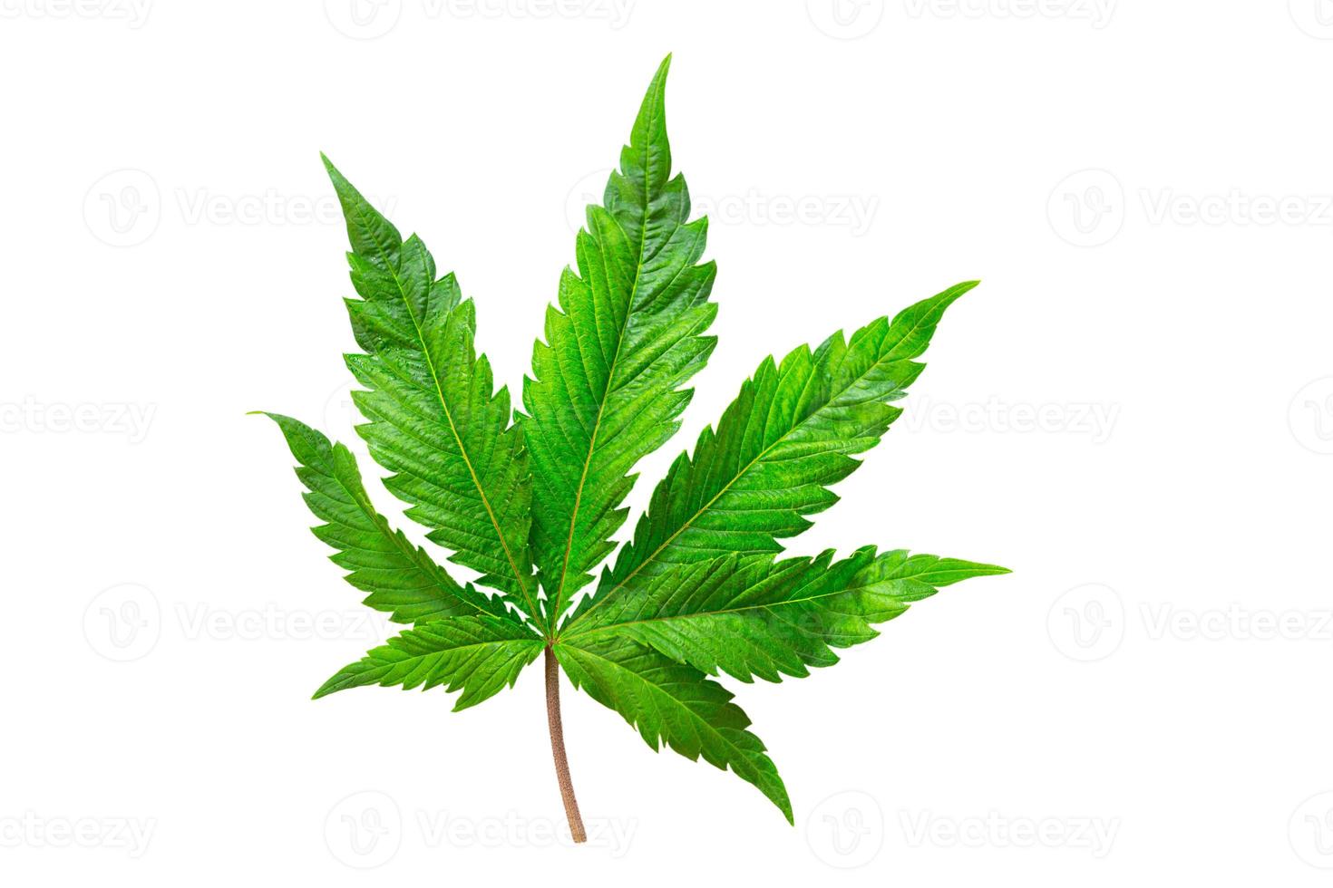 foglia di cannabis su uno sfondo bianco isolato. Le foglie di marijuana medicinale della varietà jack herer sono un ibrido di sativa e indica. foto