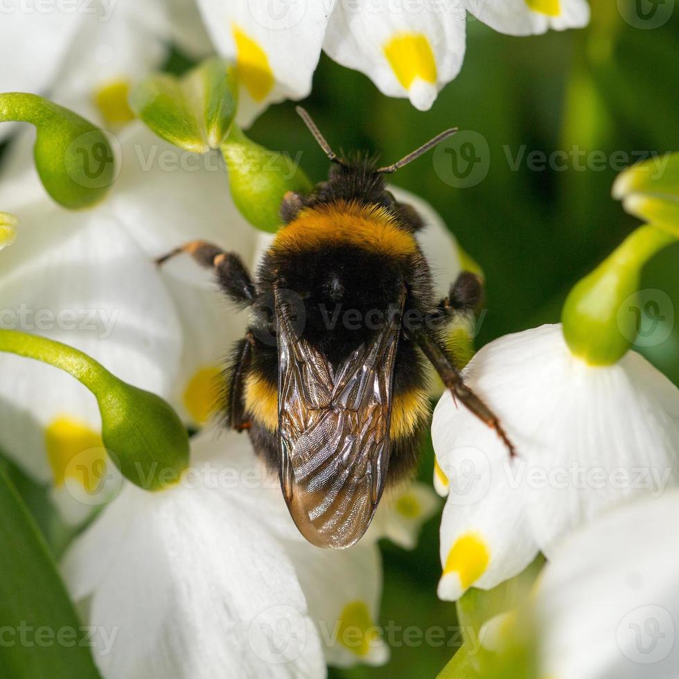 primo piano calabrone che dorme su un fiore foto