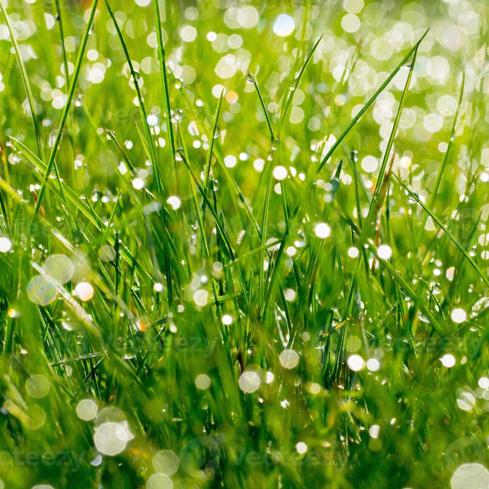 erba verde fresca con gocce d'acqua su sfondo di luce solare. foto