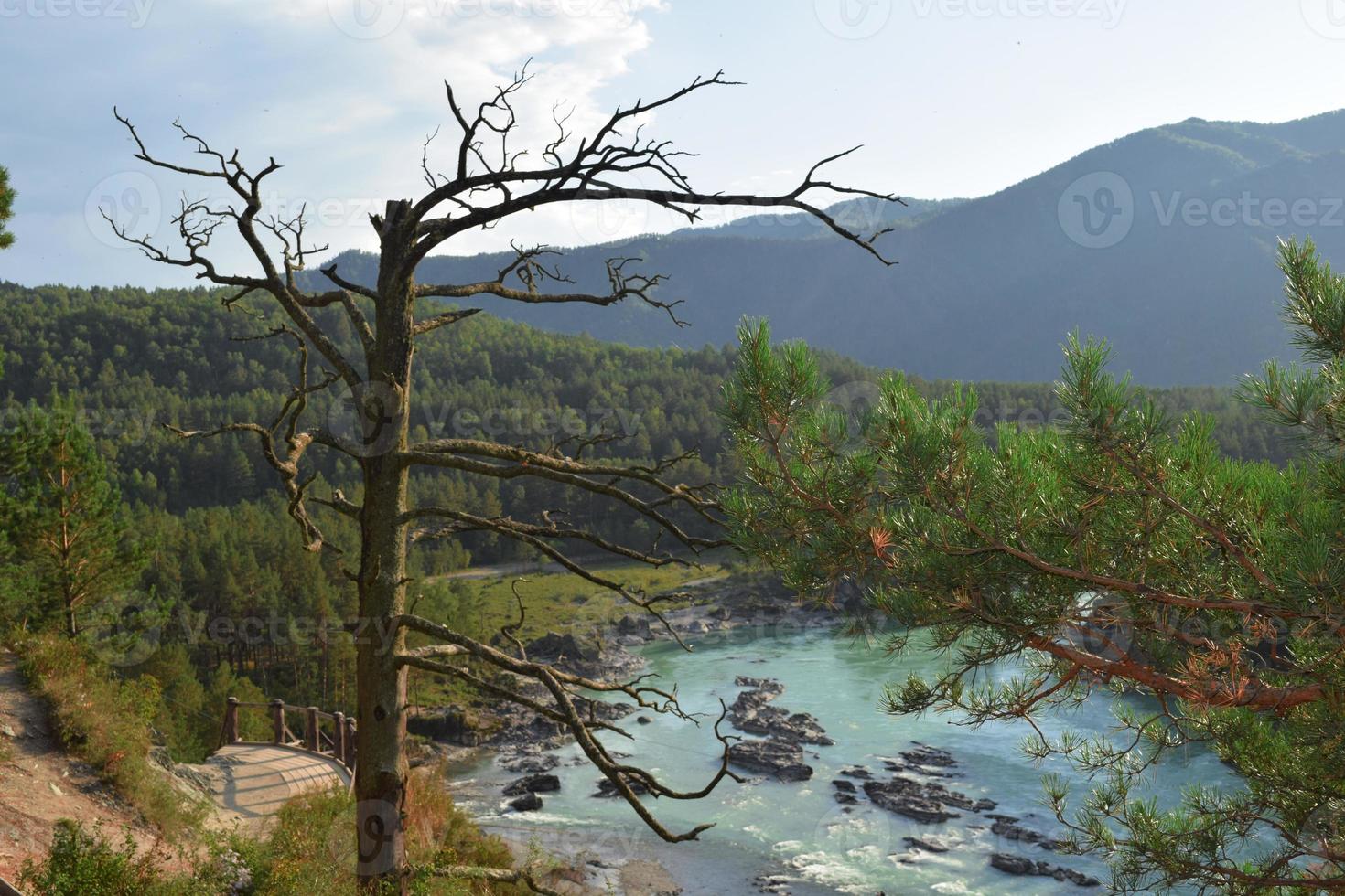 un vecchio albero nodoso e secco su una roccia sulla riva del fiume Katun nelle montagne di altai foto