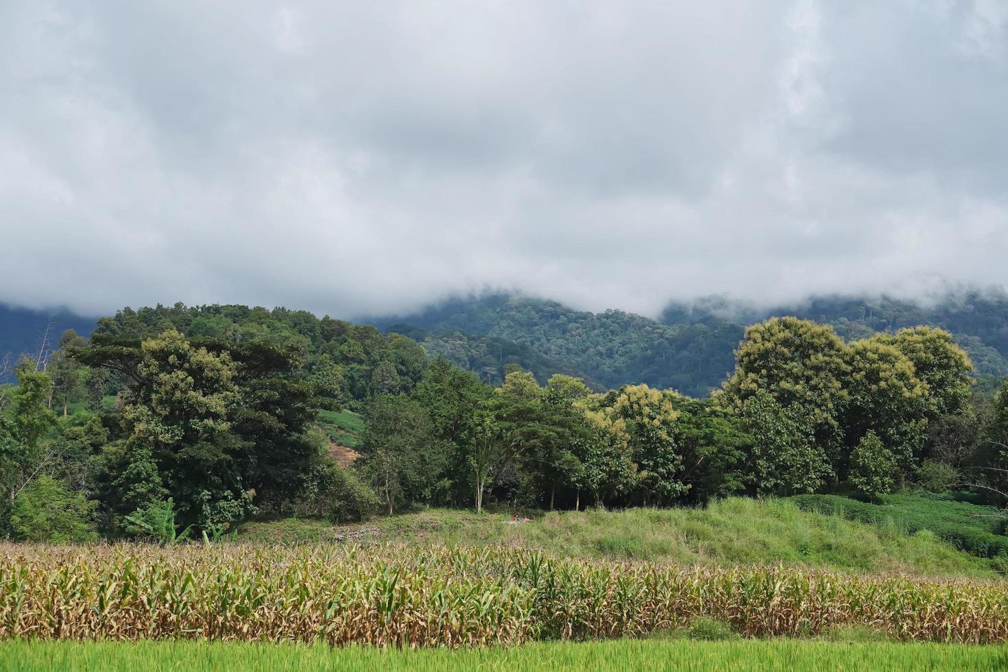 vista di risaie, campi di mais, foreste, montagne e nuvole mattutine nel nord della thailandia. foto