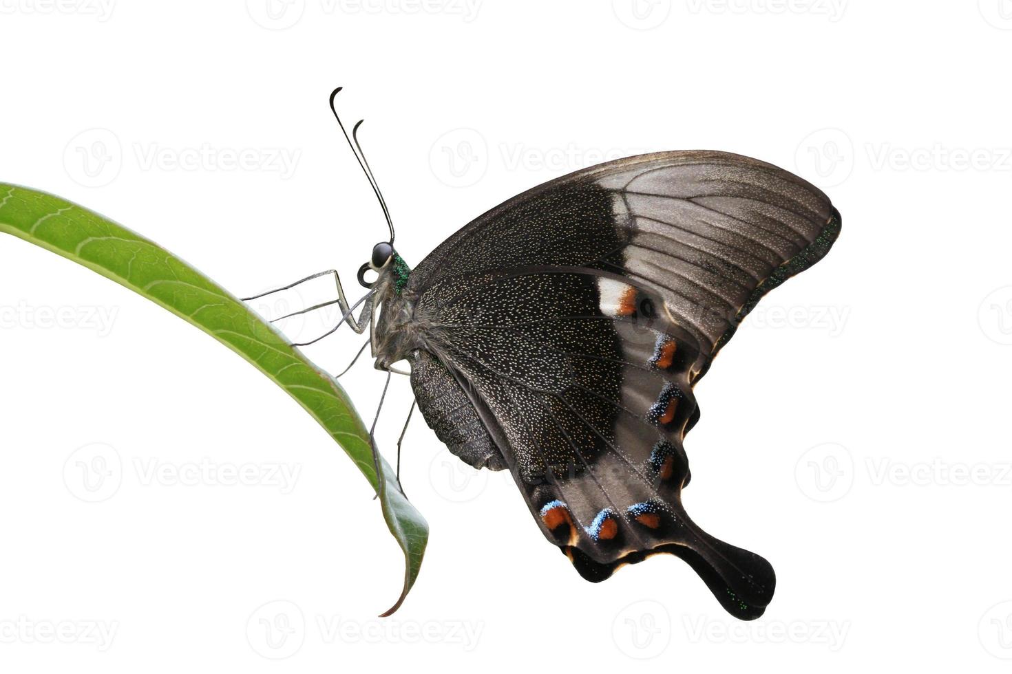 farfalla smeraldo pavone coda forcuta foto