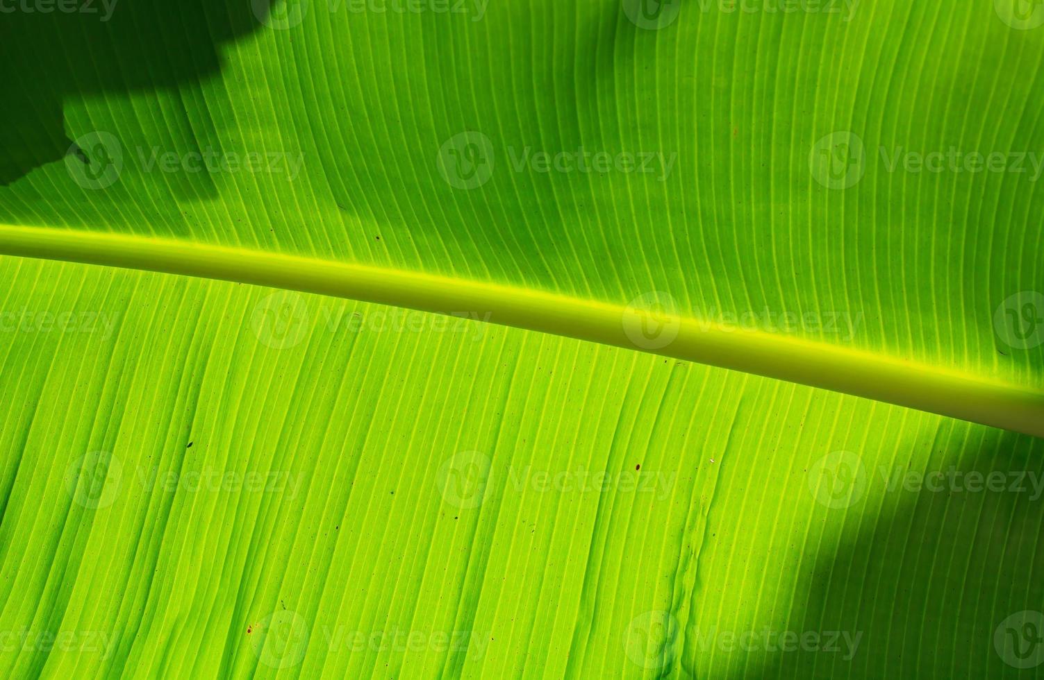 primo piano della struttura della foglia di banana, verde e fresca, in un parco foto