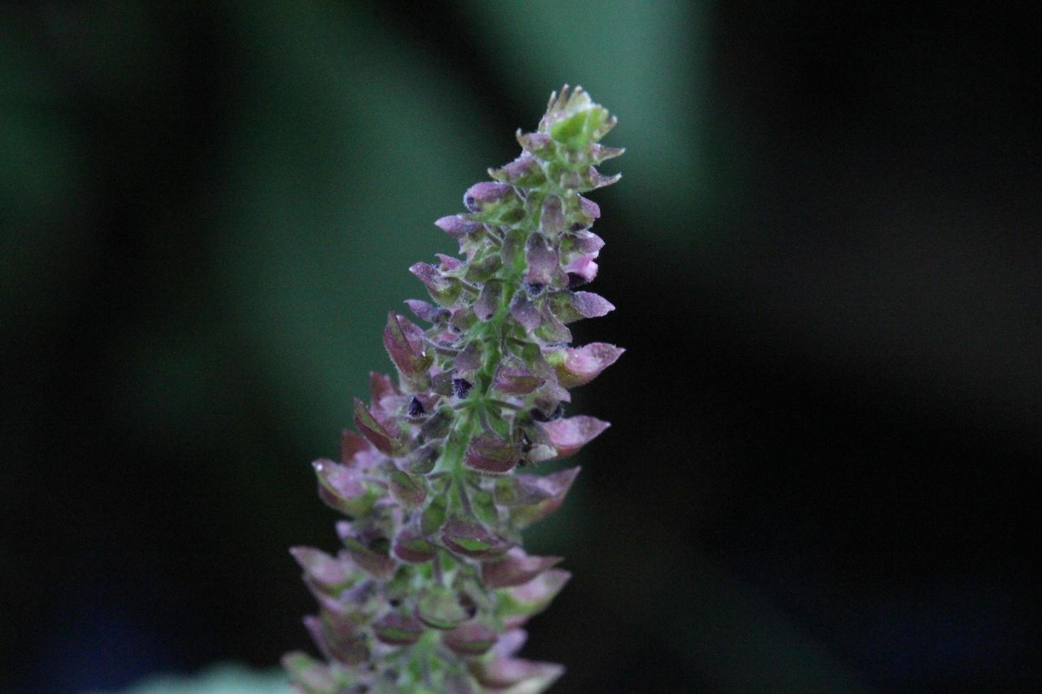 salvia, viola, foglia verde, pianta foto