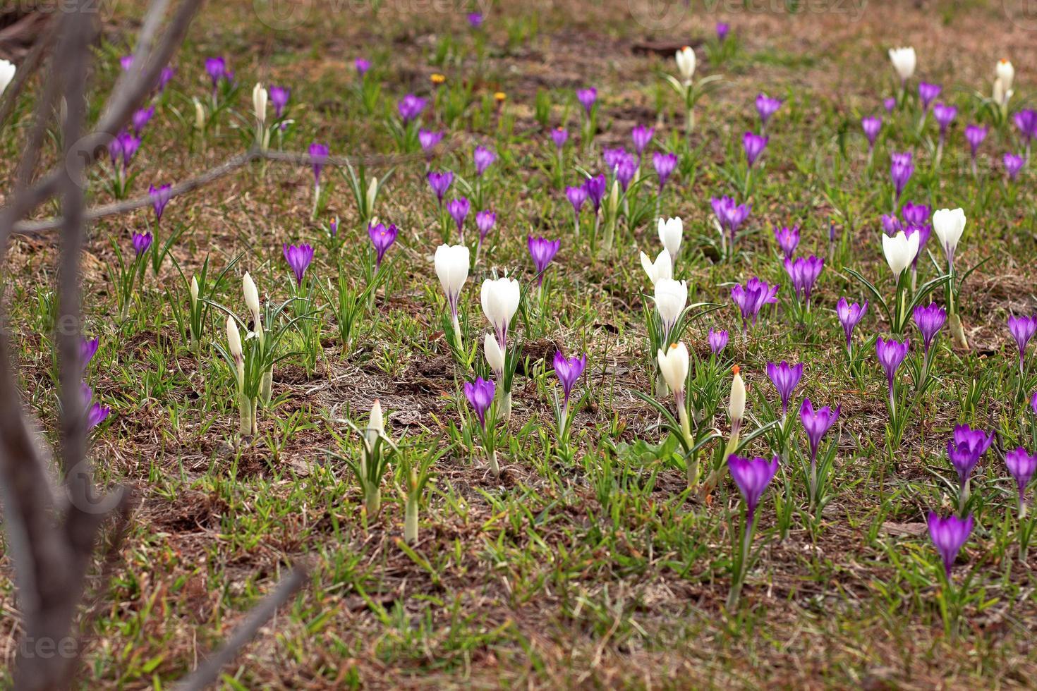 viola e bianco croco vernus fiori prato foto
