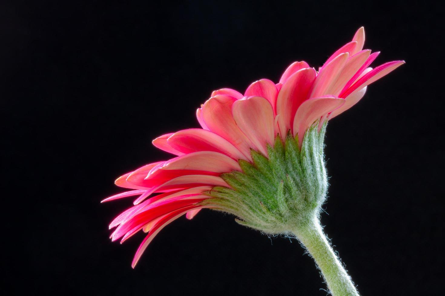 la parte inferiore di un vivace fiore di gerbera rosa foto