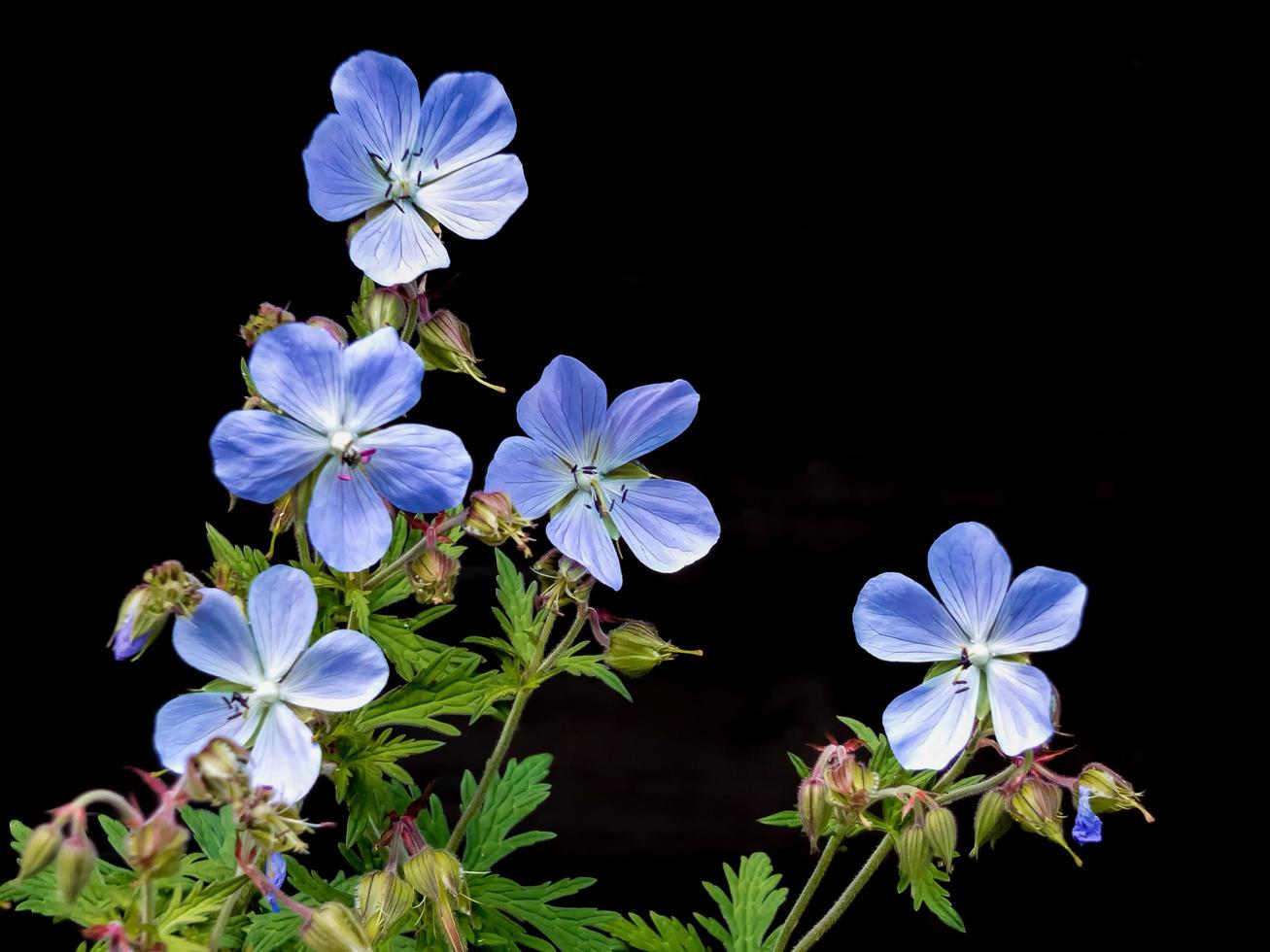 un grappolo di fiori di geranio pratense foto