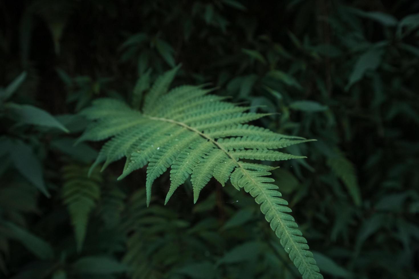 foglie di piante verdi nella foresta foto