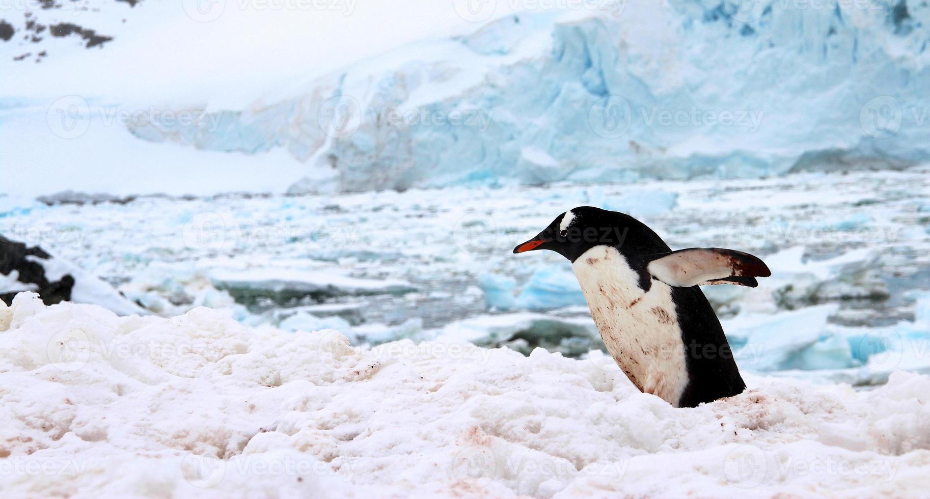 pinguino di Gentoo, isola di cuverville, Antartide foto