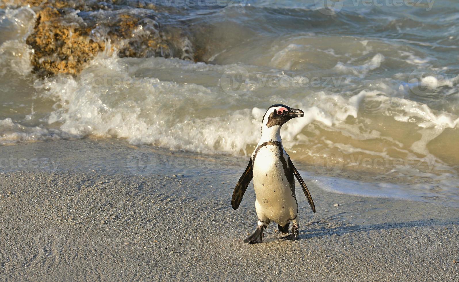 pinguini africani a piedi (spheniscus demersus) foto