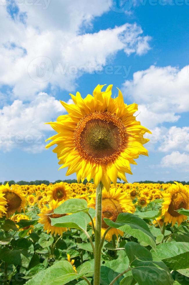 bellissimo girasole con foglie verdi foto