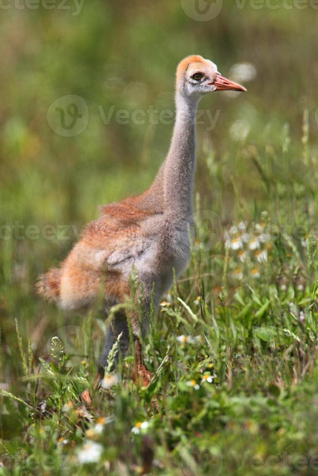 sandhill crane baby foto
