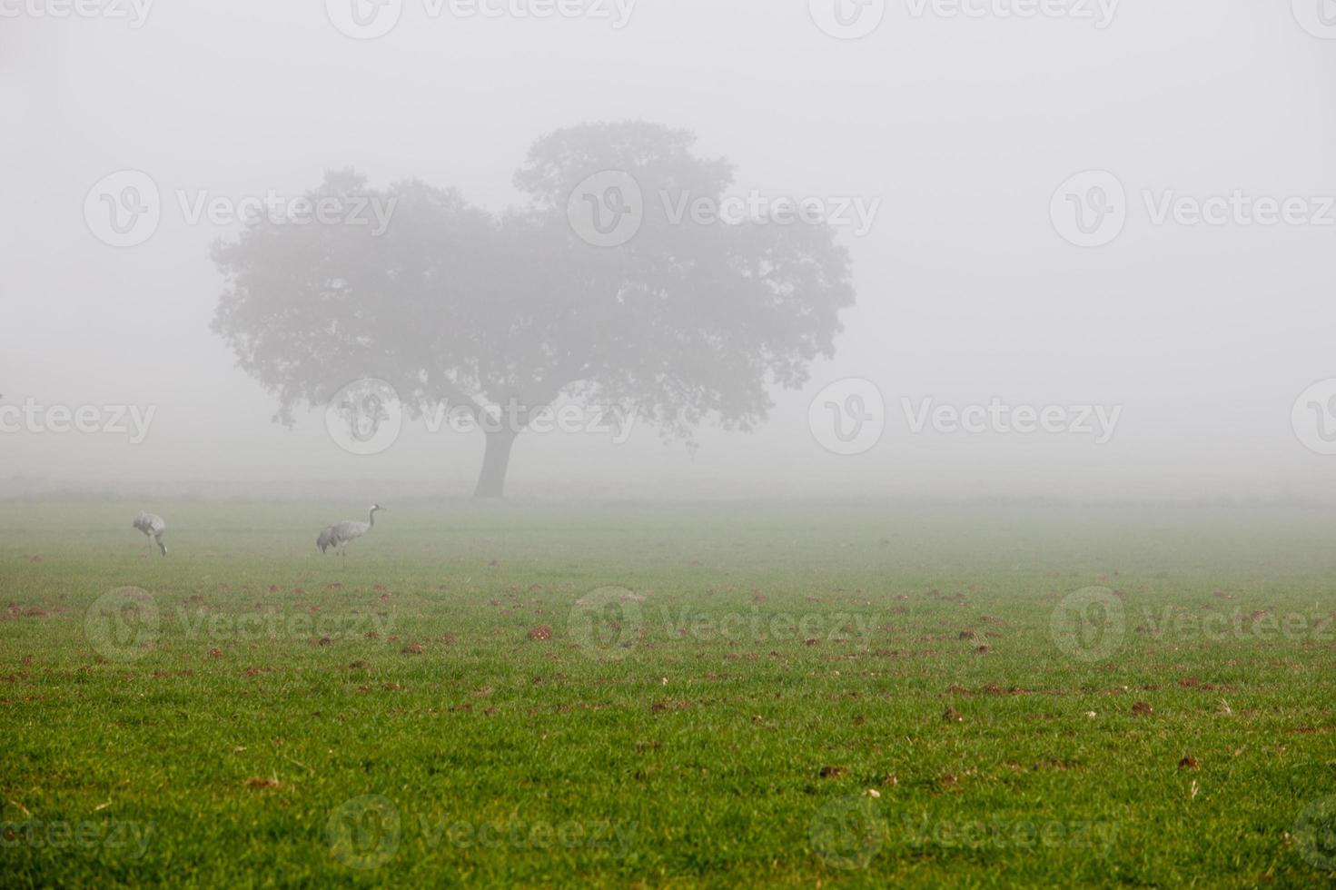 gru comuni al pascolo in una fitta giornata di nebbia foto